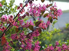 Loropetalum chinense var. rubrum