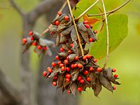 Lucky Bean Creeper (Abrus precatorius) стручки семян (11587246435) .jpg