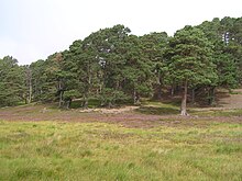 Scots pine forest, Deeside Luibeg scottspines.jpg