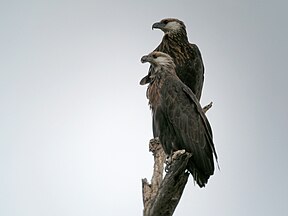 Madagaskarseeadler