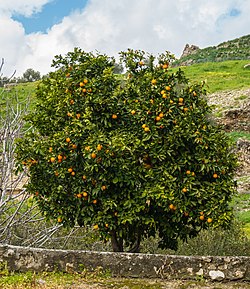 Mandarīnu koks ar augļiem