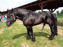 An erect horse penis Medimurski konj (vranac) na sajmu MESAP 2015.jpg