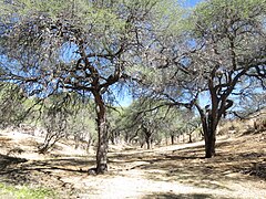 Prosopis velutina