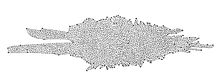 Représentation de la Voie lactée selon Caroline Herschel. C'est la première représentation connue de notre galaxie dans l'histoire. À noter les deux erreurs importantes : le Soleil y figure comme une grosse étoile et est placé au centre de notre galaxie