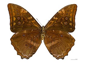 M. telemachus (macho, vista inferior).