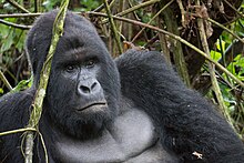 The endangered mountain gorilla; half of its population live in the DRC's Virunga National Park, making the park a critical habitat for these animals. Mountain Gorilla (Humba family) - Virunga National Park (29).jpg