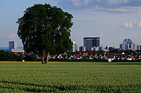 Nussbaum über dem Schneidweg in Eschborn