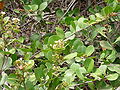 Neocarya macrophylla