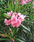 Miniatura Oleander pospolity