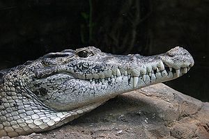 新畿內亞鱷