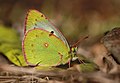 Ventral view (female)