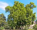 Rittergut und Park Oelzschau bei Belgern (Sachgesamtheit)