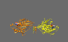 Mobile and self-inhibited conformations of kinesin-1. Self-inhibited conformation:IAK region of the tail (green) binds to motor domains (yellow and orange) to inhibit the enzymatic cycle of kinesin-1.Mobile conformation: Absent the tail binding, kinesin-1 motor domains (yellow and orange) can move freely along the microtubule(MT). PDB 2Y65; PDB 2Y5W. OpenClose.gif