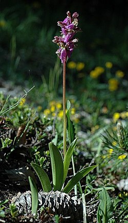 Orchis spitzelii