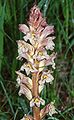 Rode bremraap (Orobanche lutea)