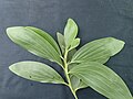 phyllodes d’Acacia mangium adulte