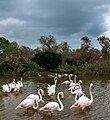 flamants roses en fin de saison estivale (septembre 2015) ;