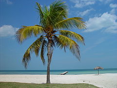 Palm tree at a Cuban beach resort