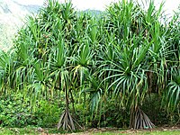 Pandanus tectorius (5187732979).jpg