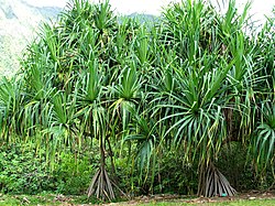 Pandanus tectorius