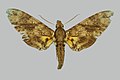 Panogena lingens (Sphinginae)