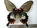 Papilio memnon heronus♀ (背面)