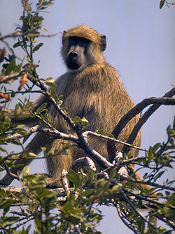 Image illustrative de l’article Langelot fait le singe