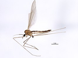 Paracladura trichoptera