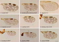 Ailes de Culicoides spp.