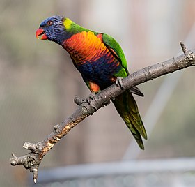 Um periquito-arco-íris (Trichoglossus haematodus).