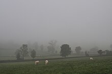 La photographie couleur montre un paysage dans le brouillard. Le vert des prés se fond dans un dégradé vers le gris du ciel. Dans cette trame floue apparaissent les taches sombres des arbres et haies et les taches claires de vaches blanches.