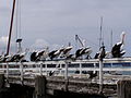 Stado pelikanów