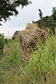 People carrying grass from the farm