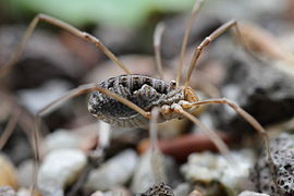 Phalangium opilio