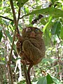 Philippine tarsier (Tarsius syrichta; mawmag or mamag in the Visayan languages)