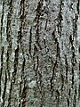 'Arno' bark, tree aged 20 years