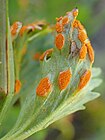 Uredinia op Potentilla flabellifolia