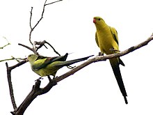 A pair of regent parrots perched on a branch