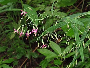 Inflorescència de Prenanthes purpurea