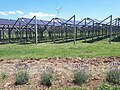 Impianto agrivoltaico da 600 m² e 20 kwpicco del 2009 a Laterza. Prova di coltivazione alberelli di melo