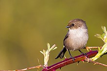 Psaltriparus minimus -Chilliwack, British Columbia, Canada -male-8.jpg