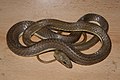 Rukwa-Sandrennnatter (Psammophis rukwae)