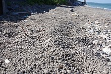 国頭村の海岸に打ち上げられた軽石
