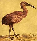 1868 illustration of a red rail
