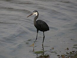 Krantinis garnys (Egretta gularis)