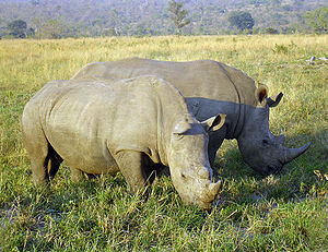 A photo taken of Rhinoceros eating in a nation...