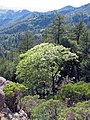 Foresta costiera della California nel Robert Louis Stevenson State Park