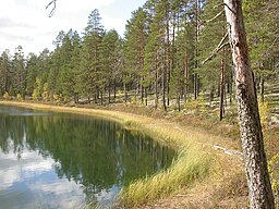 Utsikt vid en av många tjärnar i Rokua nationalpark