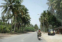 Coconut trees in the coastal area of Salalah