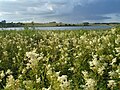 Saldus lake